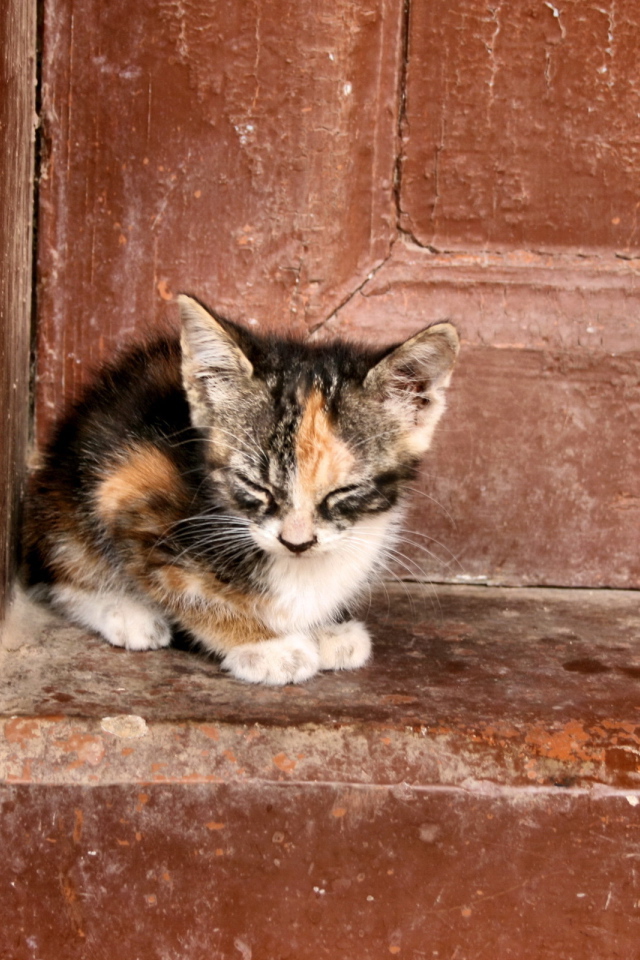 Одинокий котенок