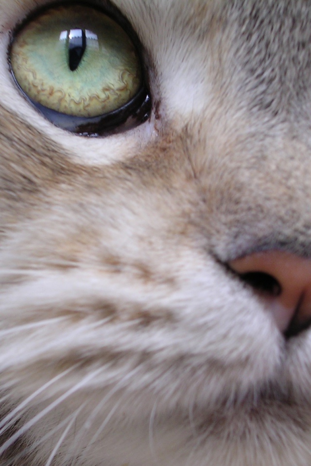 Мейн-кун кот крупным планом