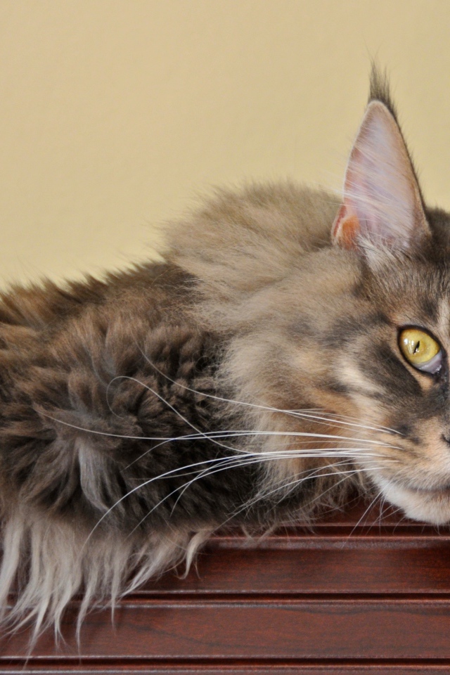 Мейн-кун кот заскучал