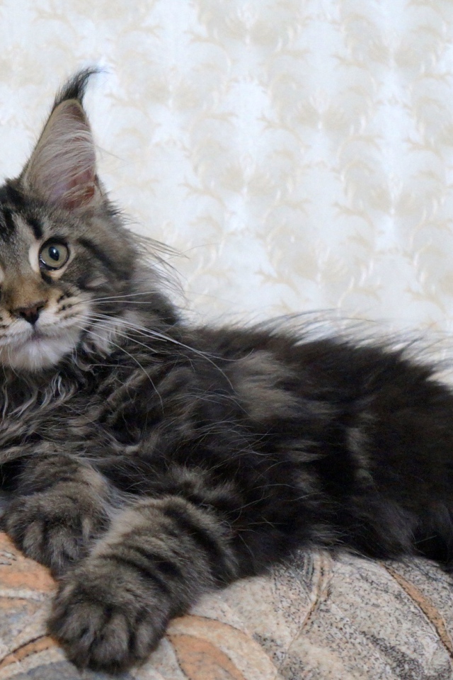 Кот мейн-кун лежит на диване