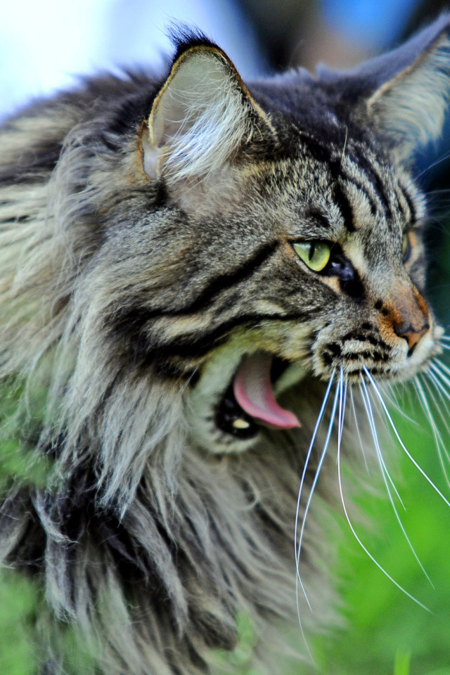 Кот мейн-кун хочет спать