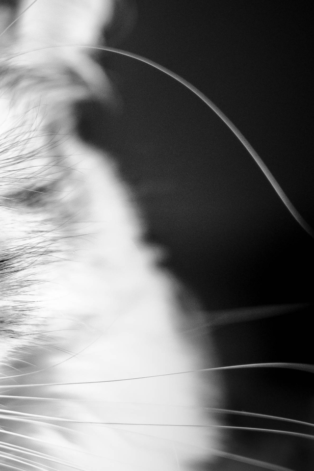 Кот мейн-кун на чёрном фоне