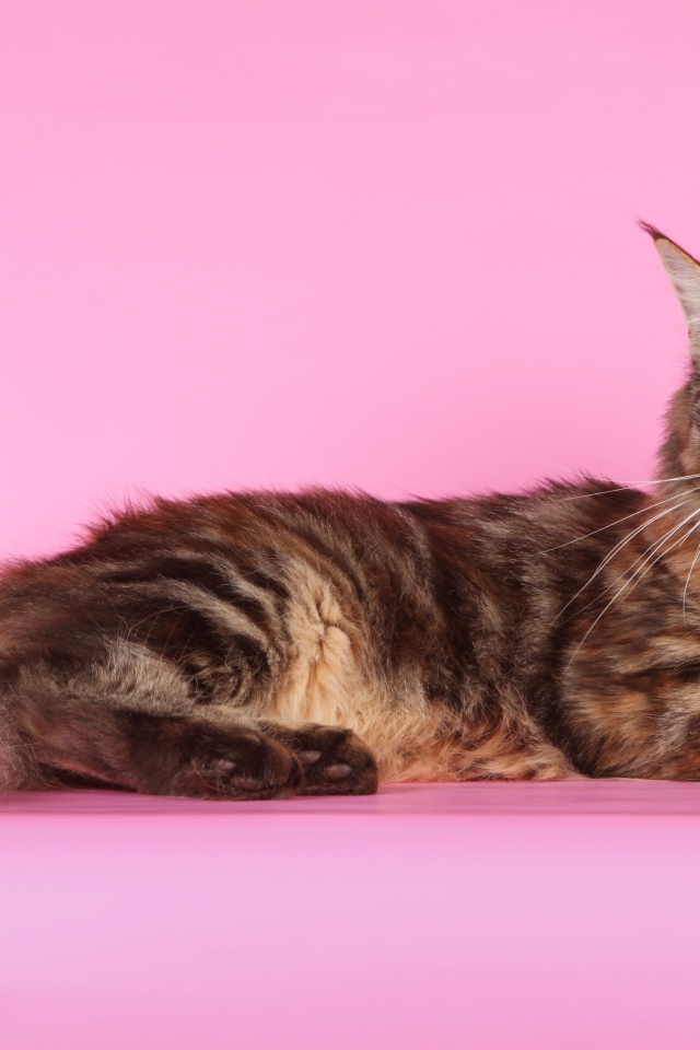 Кот мейн-кун на розовом фоне позирует