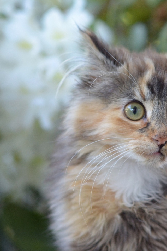 Мартовский кот