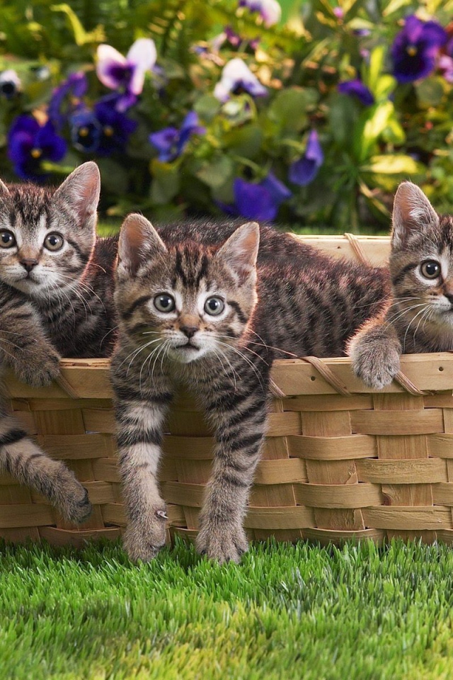 Веселая семейка котят