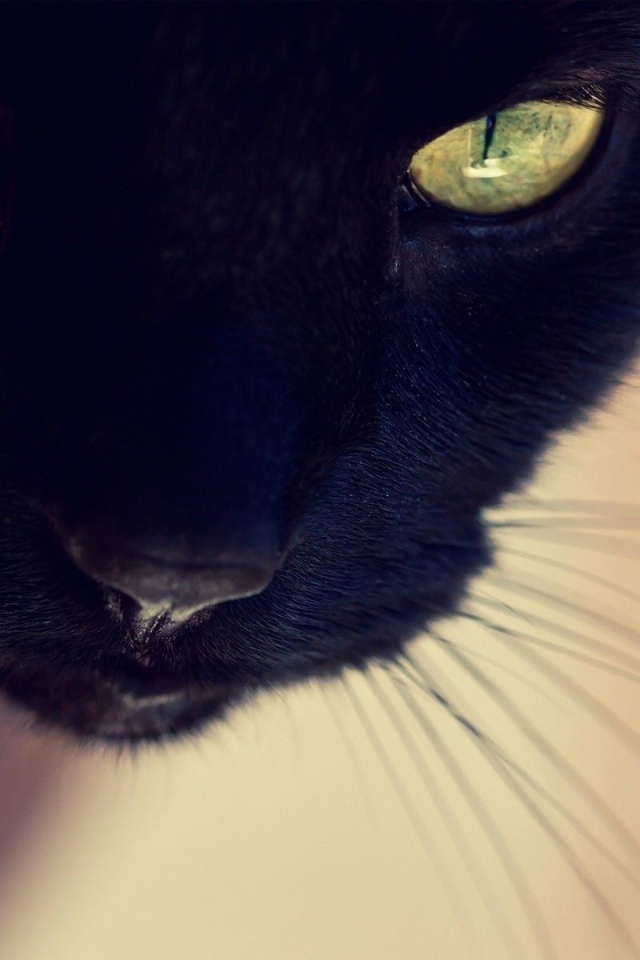 Усатый чёрный кот крупным планом