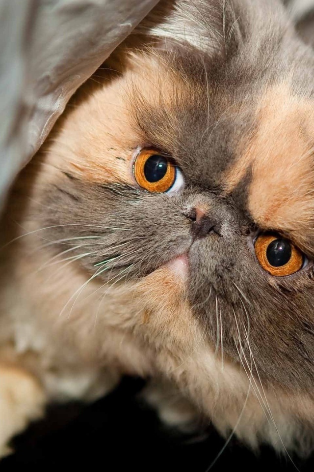 Персидский кот