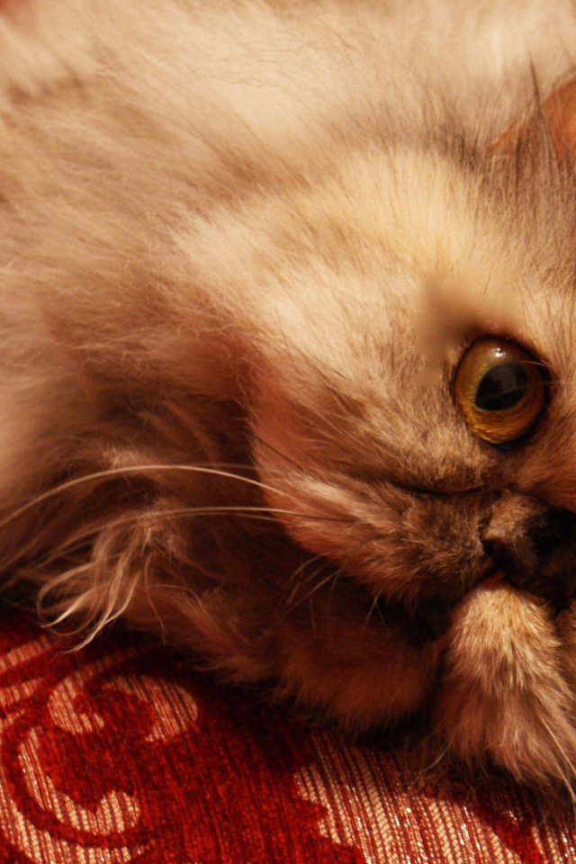 Персидский кот отдыхает