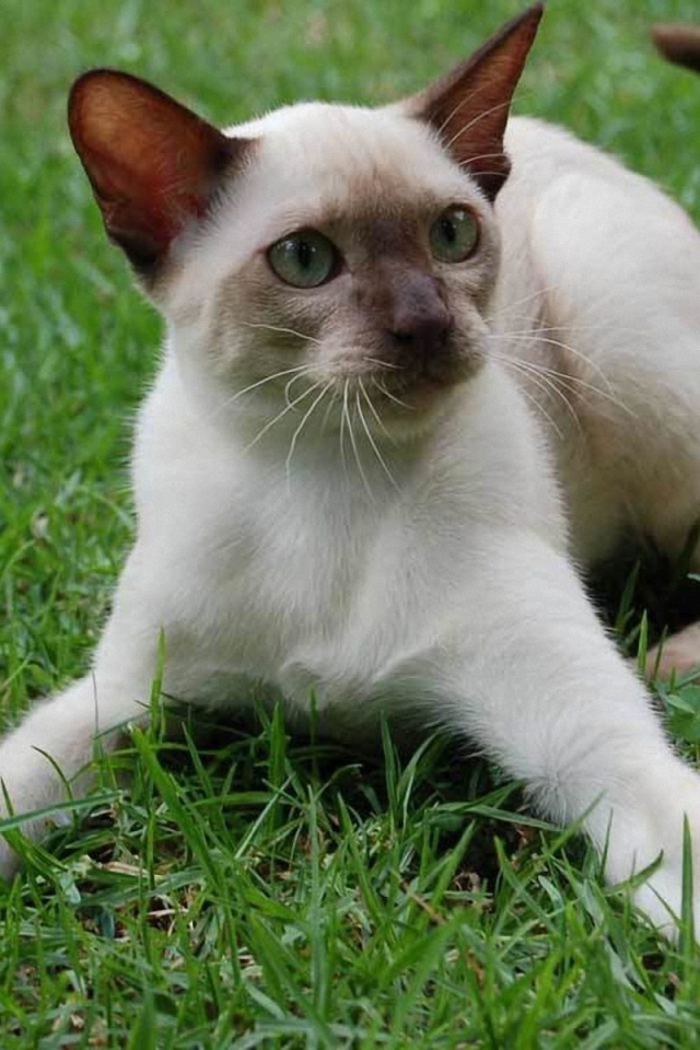Playful Siamese cat on grass