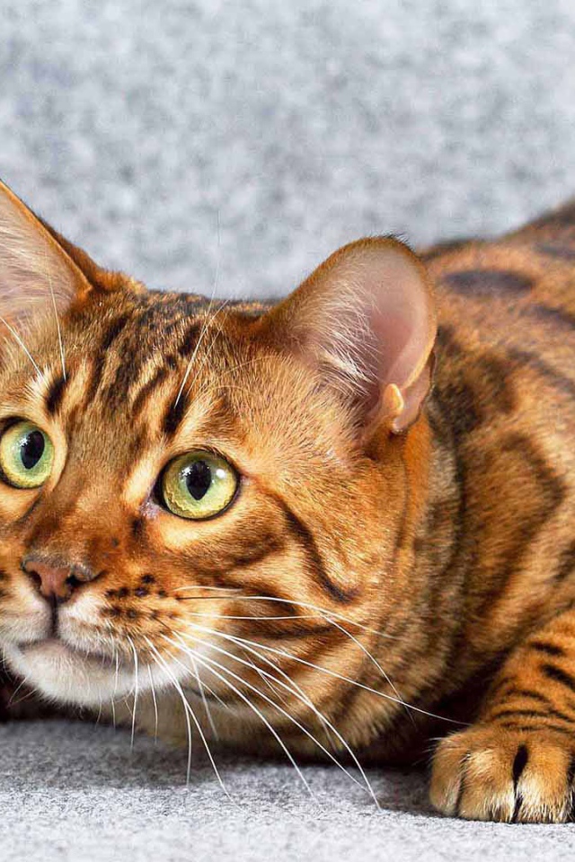 Игривый взрослый бенгальский кот