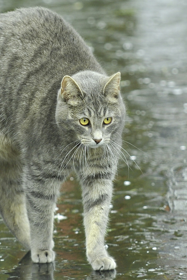 Игривый серый кот под дождём