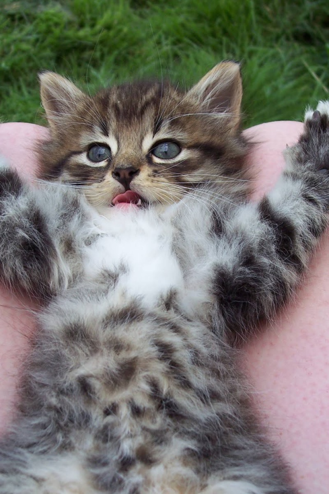 Игривый маленький кот на коленях