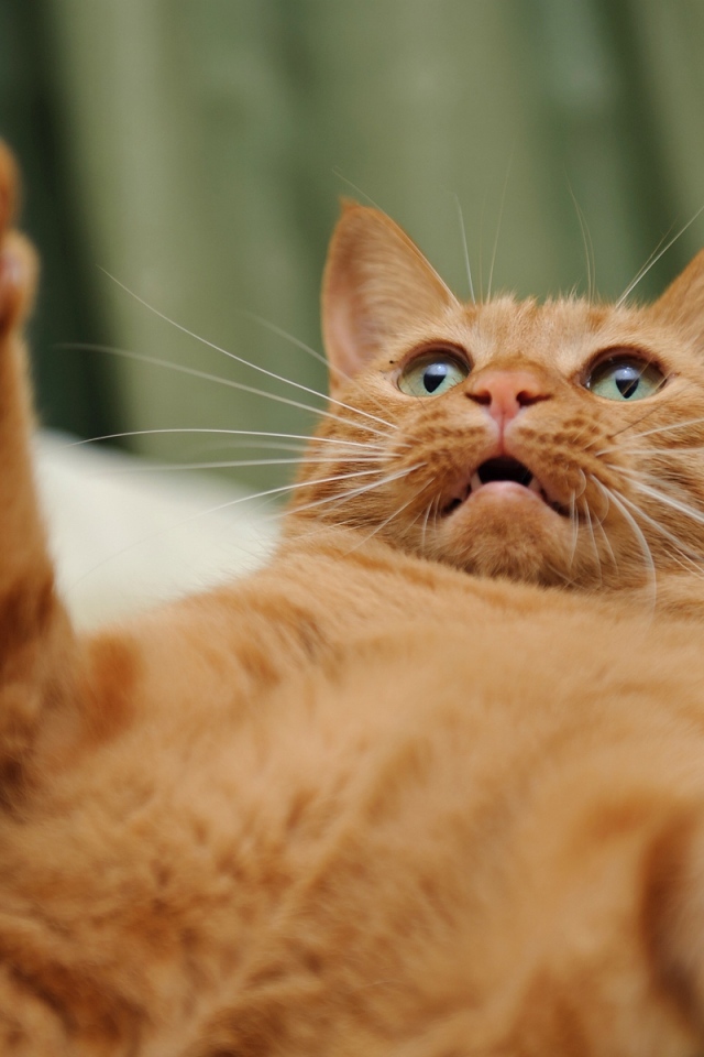 Игривый рыжий кот