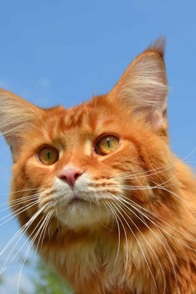 Рыжий кот мейн-кун на природе