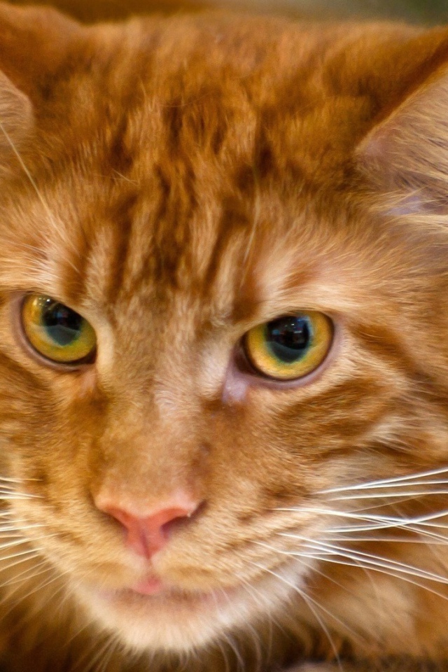 Рыжий кот мейн-кун крупным планом