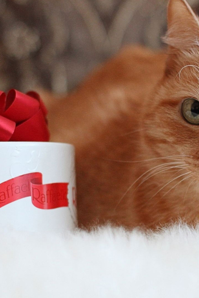 Рыжий кот и рафаэлло