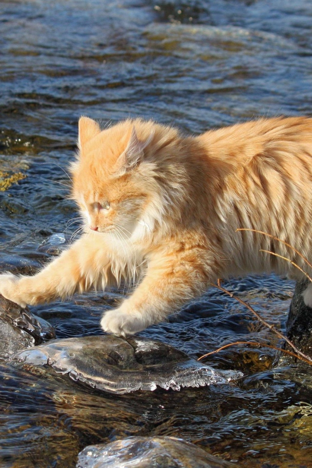 Рыжий кот переходит через речку