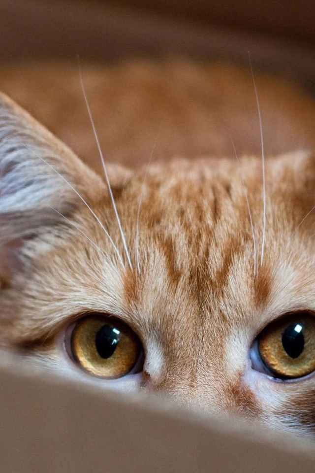 Рыжий кот прячется в коробке