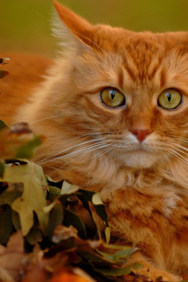 Рыжий кот в осенних листьях