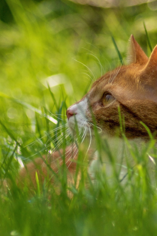 Рыжий кот в траве