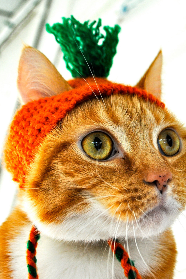 Рыжий кот в шапочке Морковка