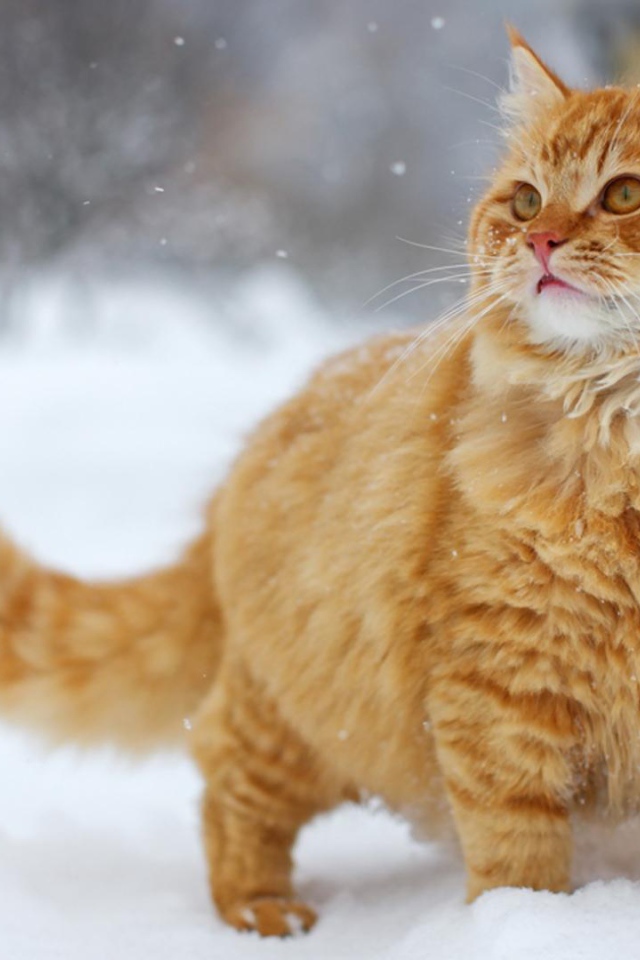 Рыжий кот на снегу
