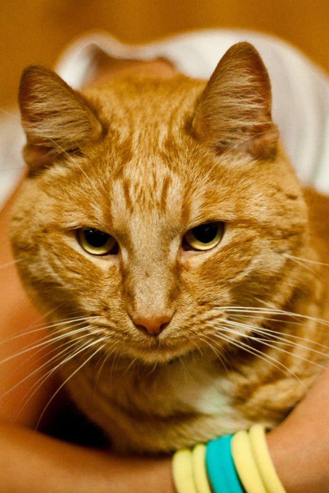 Рыжий кот тебе не рад