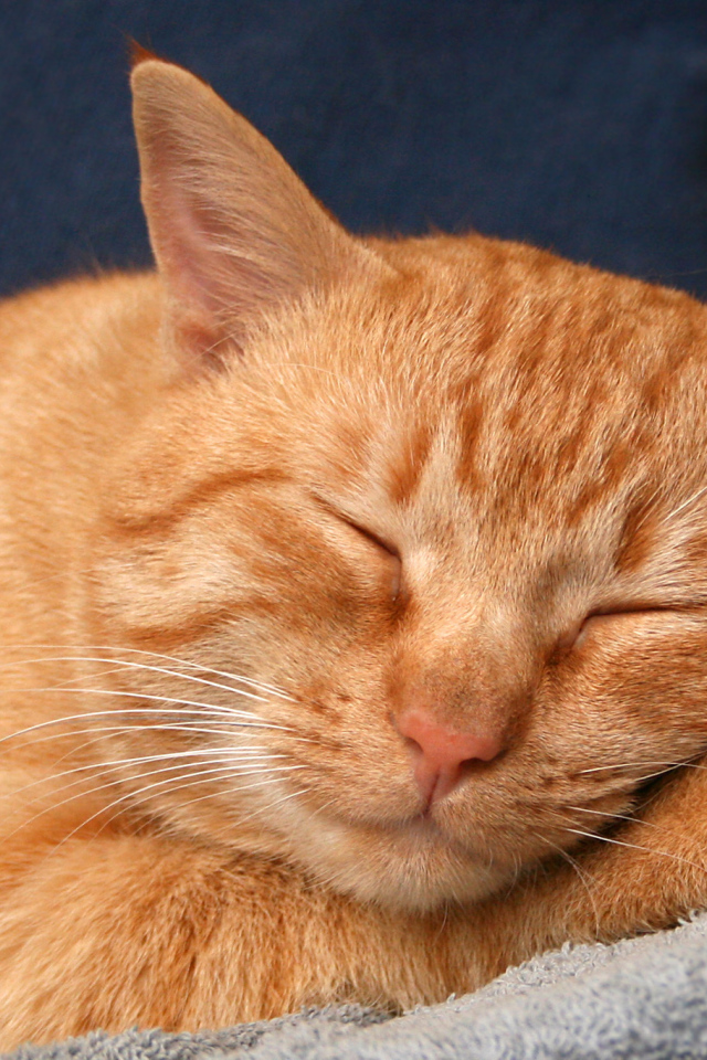 Рыжий кот сладко спит