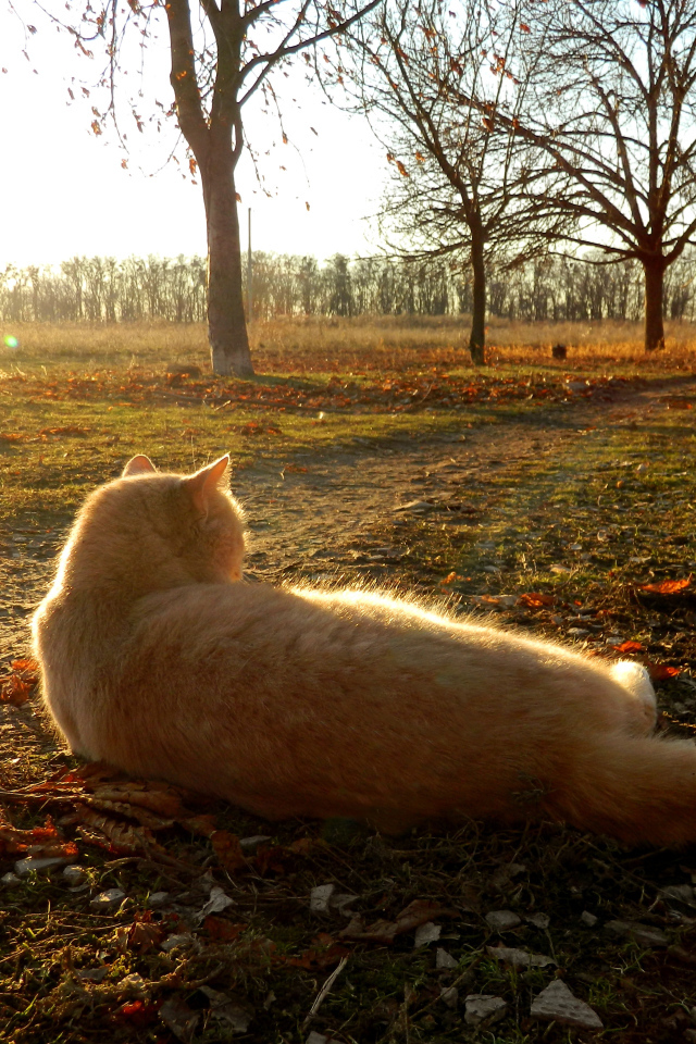 Рыжий кот лежит на дороге осенью