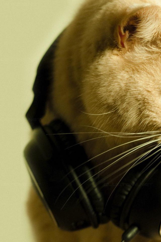 Рыжий кот меломан