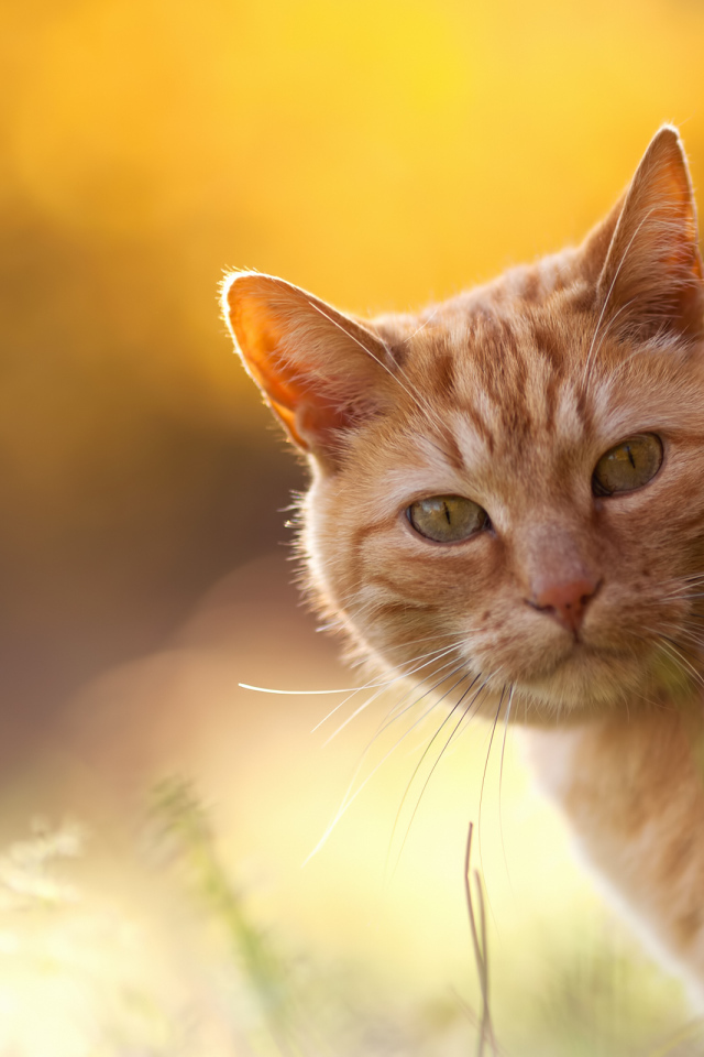 Рыжий кот на оранжевом фоне