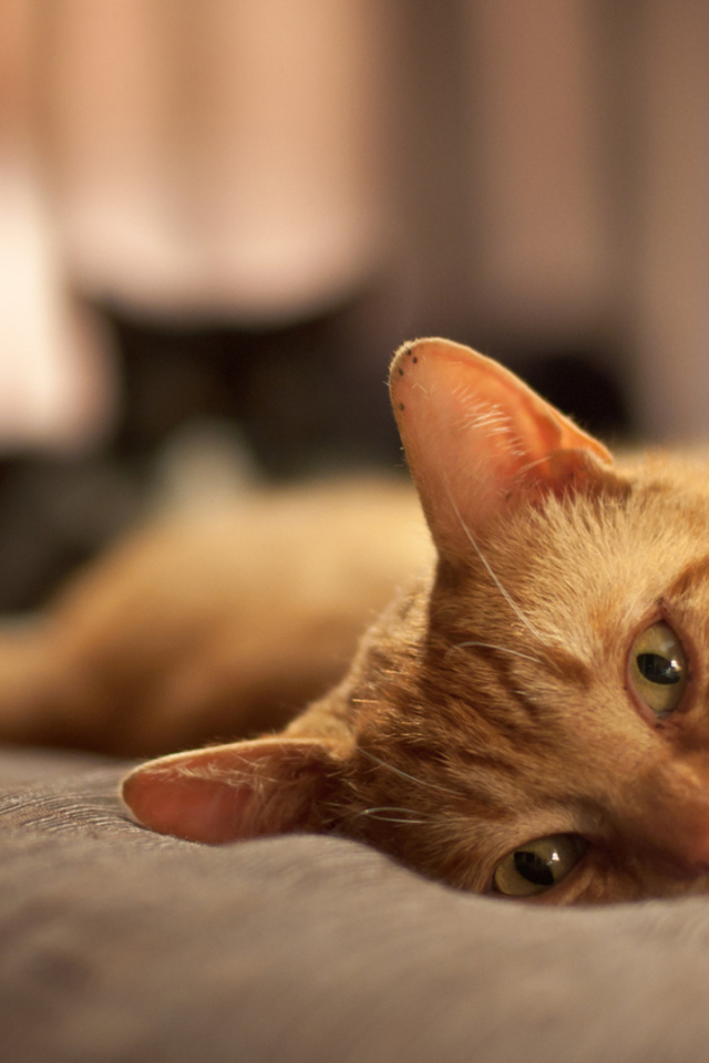 Рыжий кот расслабляется на кровати