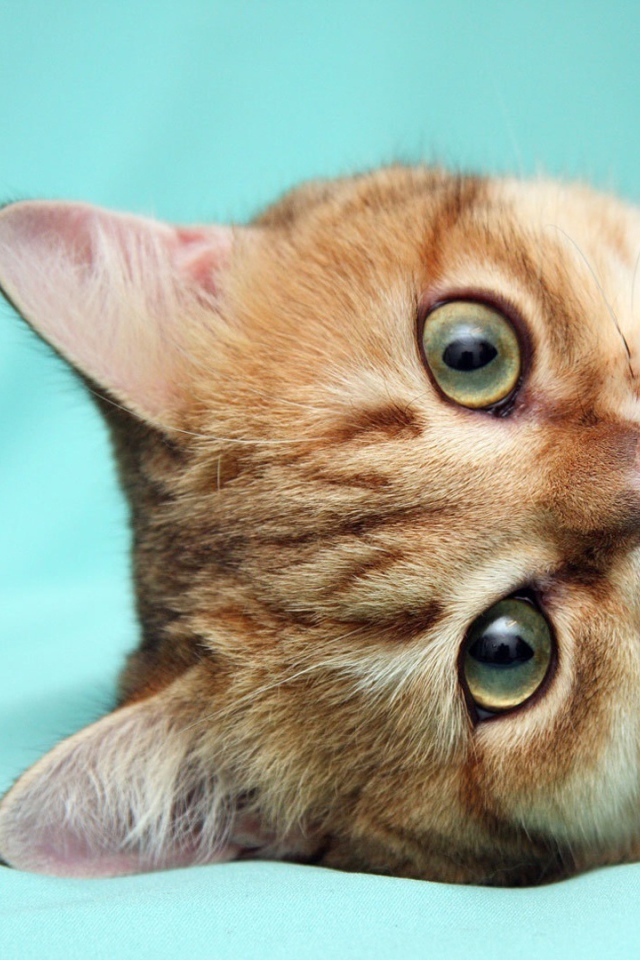 Рыжий кот что-то наделал