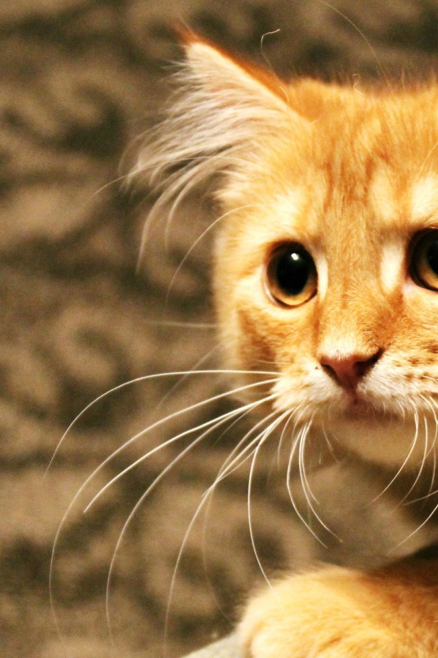 Рыжий кот пристально смотрит