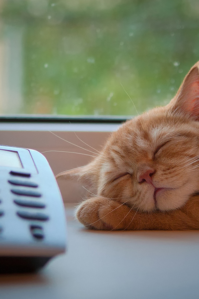 Рыжий кот ждёт звонка