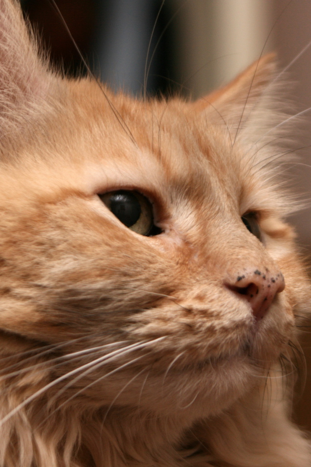 Рыжий взрослый кот мейн-кун