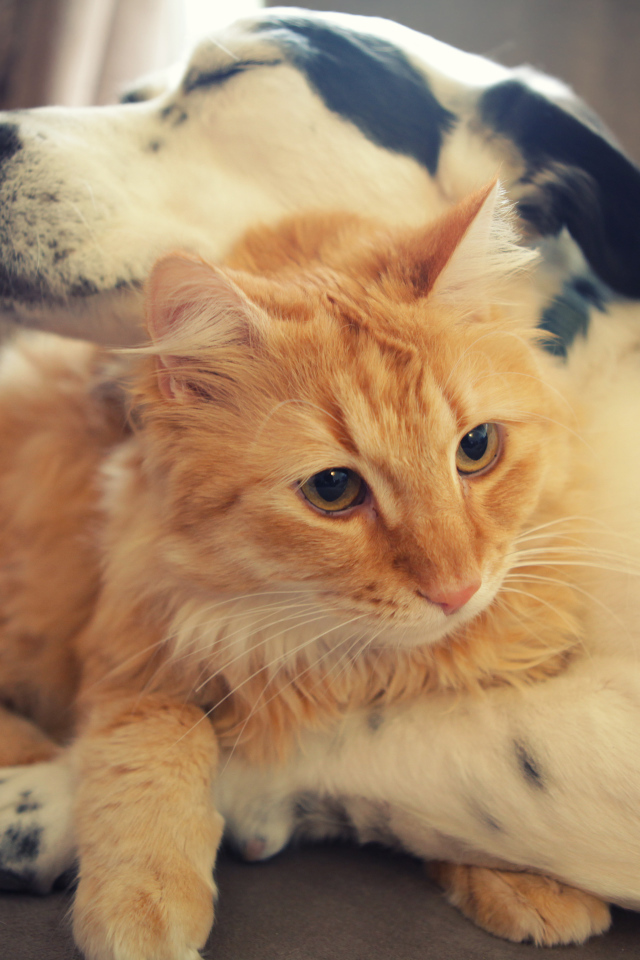 Рыжий кот и пёс