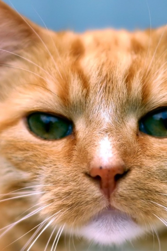 Рыжий кот следит за тобой