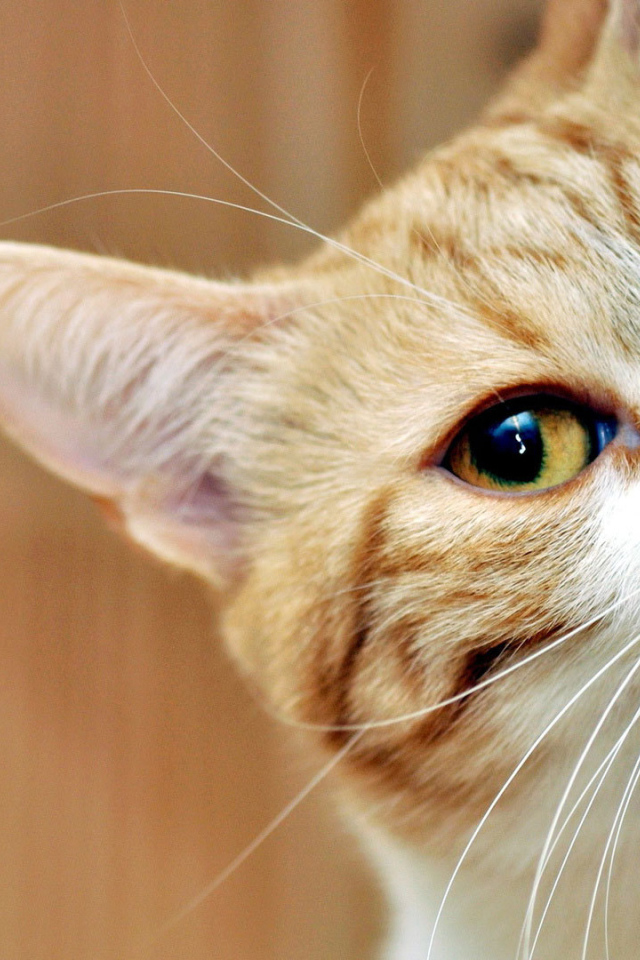 Рыжий кот подсматривает 