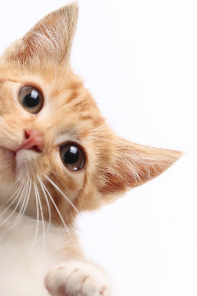 Рыжий кот протирает экран