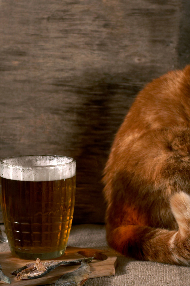 Red cat with a beer and a fish