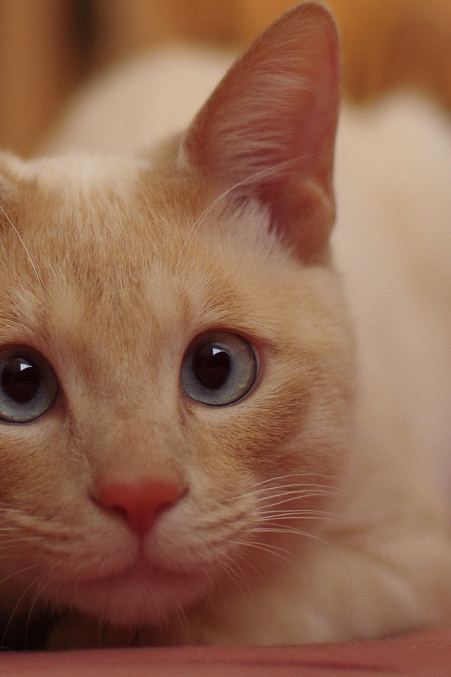 Рыжий кот с голубыми глазами кого-то увидел