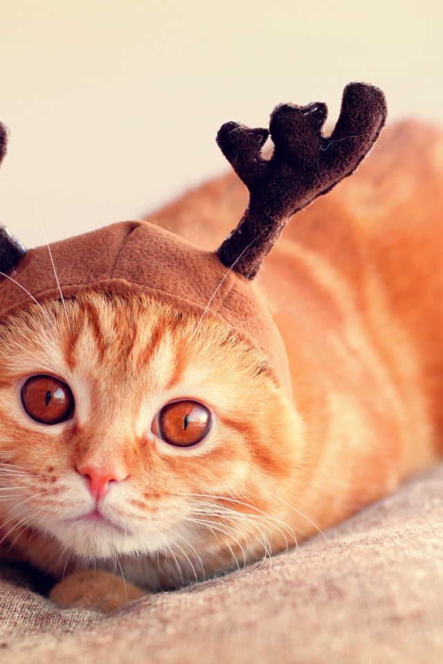 Рыжий кот с рогами