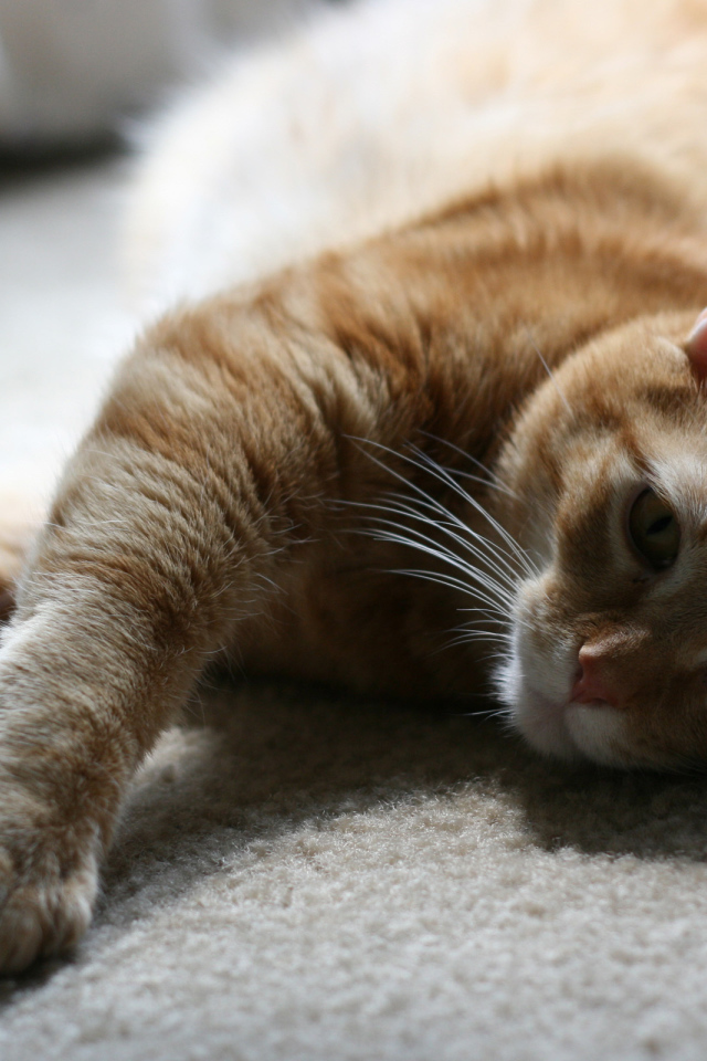 Рыжий симпатичный кот на полу