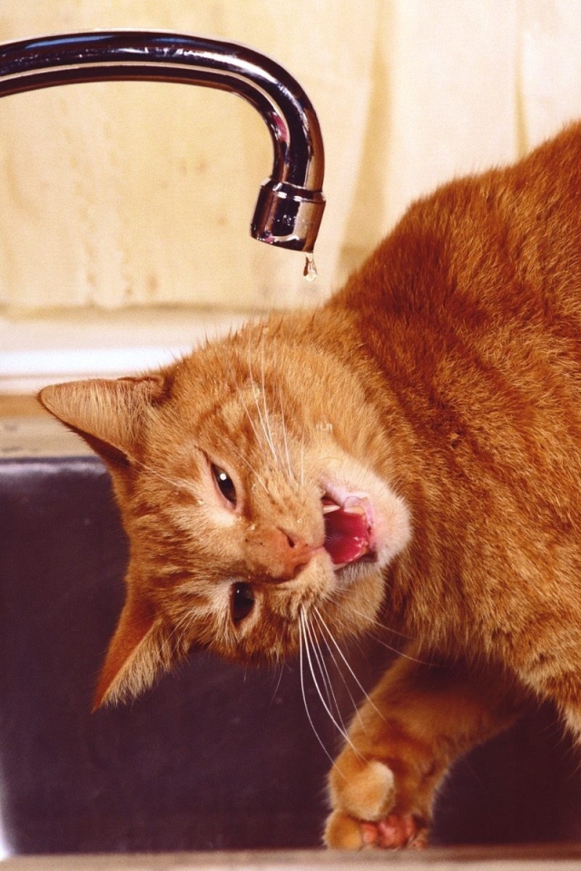 Рыжий смешной кот пьёт воду