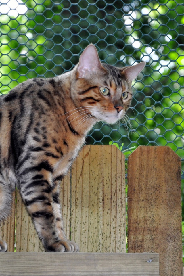 Грустный бенгальский кот