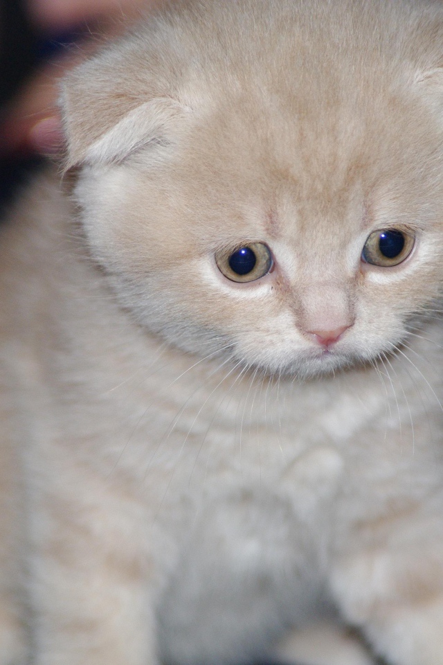 Грустный маленький рыжий шотландский вислоухий кот