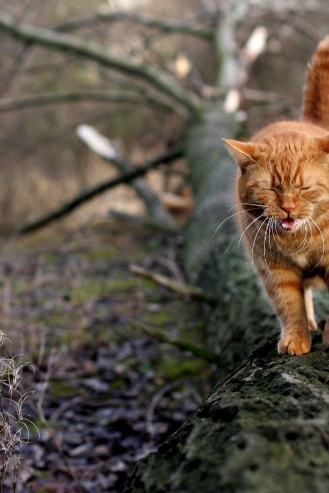 Грустный рыжий кот идёт по дереву