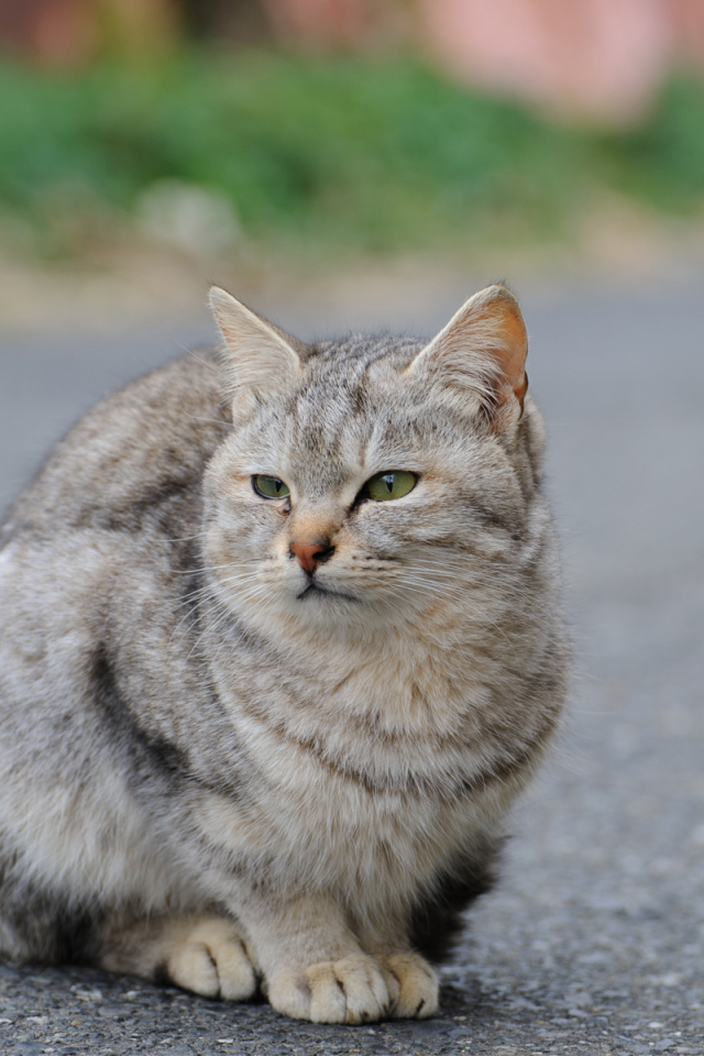 Грустный уличный кот