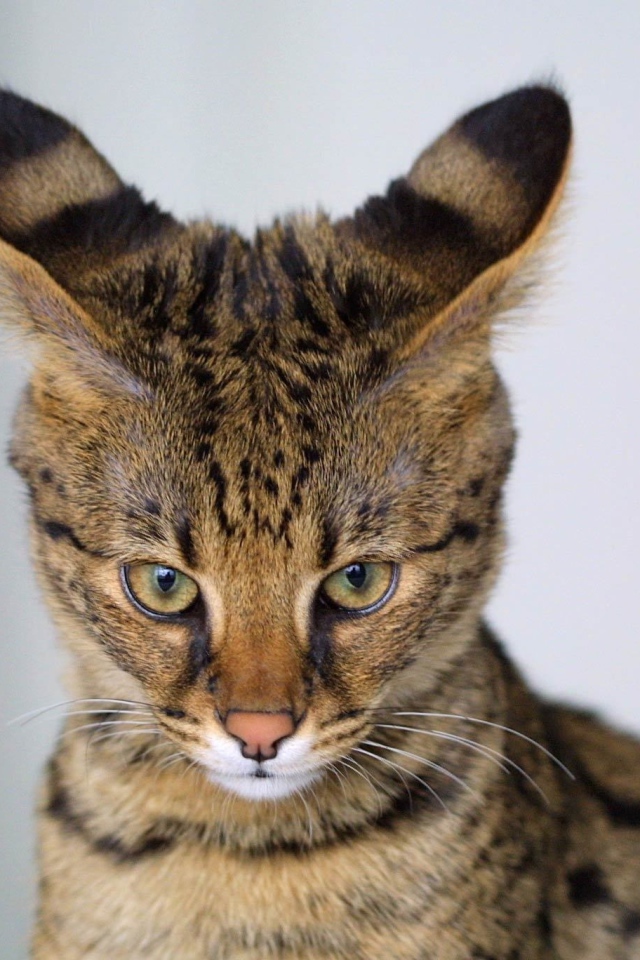 Кот саванна чем-то недоволен